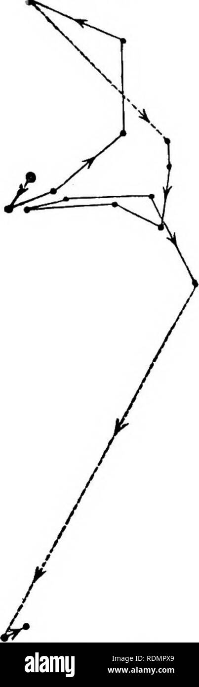 . The power of movement in plants . Plants; Botany. Chap. X. GEOTBOPISIVL 519 represented four ellipses. Lastly, a long gynophore, the apex of which had buried itself to the depth of about half an inch, was Fig. 194 Fig. 193. Arachis hypogcea; circum- natation of vertically dependent young gyno- phore, traced on a ver- tical glass from 10 A.M. July 31st to 8 A.M. Aug. 2nd. Arnchis hypogcea: down- ward movement of same young gynophore, after being extended horizon- tally; traced on a vertical glass from 8.30 A.M. to 8.30 P.M. Aug. 2nd. pulled up and extended horizontally: it quickly began to cu Stock Photo