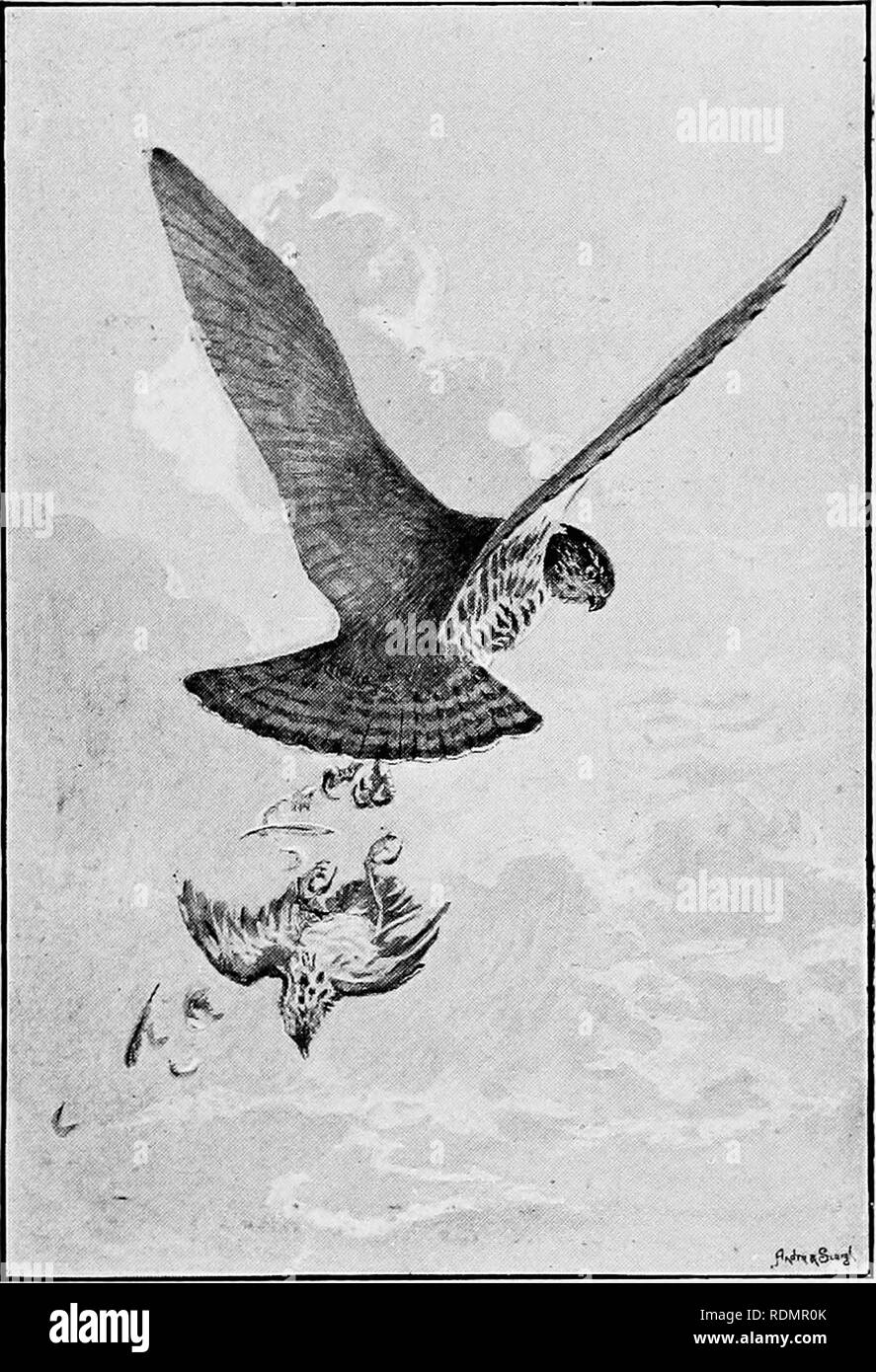 . A year of sport and natural history, shooting, hunting, coursing, falconry and fishing. Hunting; Fishing; Falconry; Birds. OUR BIRDS OF PREY. 73 entering protest against the practice of wantonly destroying such noble and interesting birds whenever they reach our shores. In no instance is the remarkable difference in size between the. THE SPARE.O'-HAWK (aCCII'ITER NISUS). male and female of birds of prey so marked as in that of the Sparrow-hawk. A novice would scarcely believe that they belong to the same species. The female is three inches longer than the male, and a larger bird all round. Stock Photo