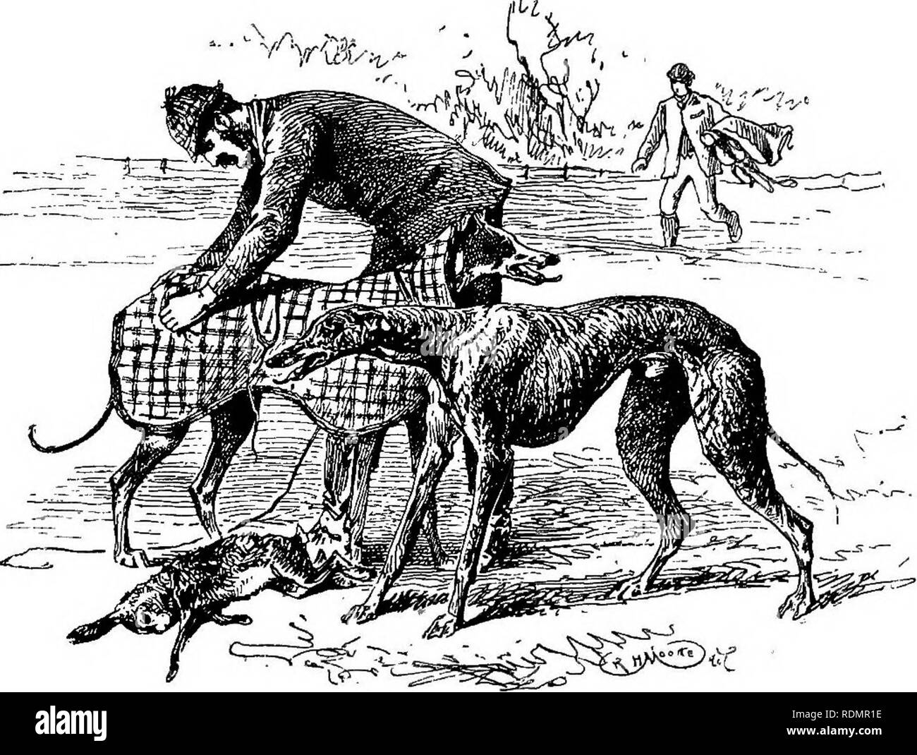 . Coursing and falconry. Coursing; Falconry. THE WATERLOO CUP 17 was a rank outsider, and he put out Muriel in the first ties ; she, however, making amends by winning the Purse. In 1875 the Irish were again successful with their much- fancied representative Honeymoon, the favourite Sirius going down the first round. The next year (1875) Honeymoon, who in the interim had won the important Brownlow Cup, started a hot favourite at II to 2. She beat in grand style Warren Hastings, Handicraft,. He's had enough , and Lucetta, but in the next round fell foul of her compatriot and kennel companion, Do Stock Photo