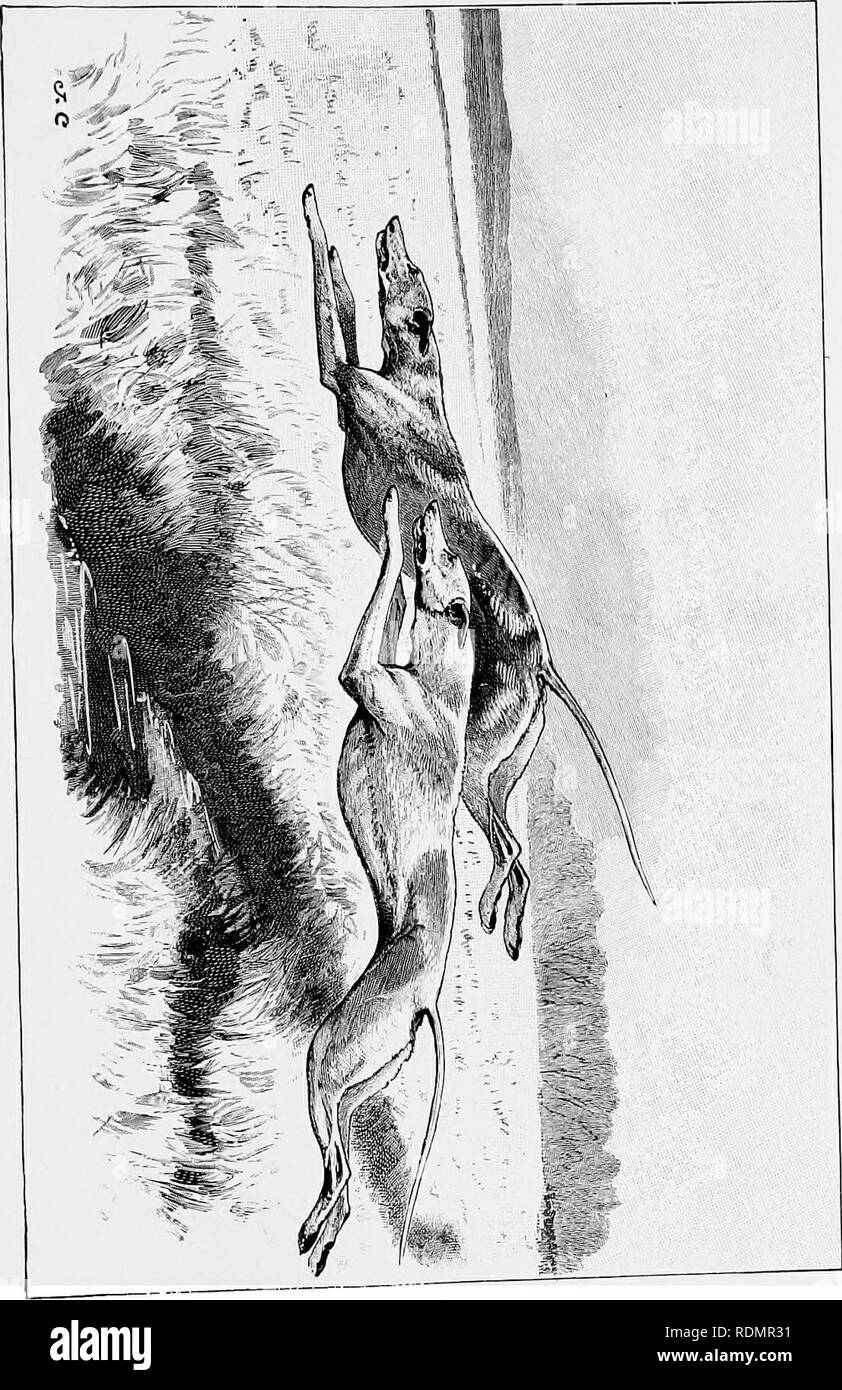 . Coursing and falconry. Coursing; Falconry. . Please note that these images are extracted from scanned page images that may have been digitally enhanced for readability - coloration and appearance of these illustrations may not perfectly resemble the original work.. Cox, Harding Edward de Fonblanque, 1854-; Lascelles, Gerald William. Falconry; Richardson, Charles, ed. London and Bombay, Longmans, Green, and Co. Stock Photo