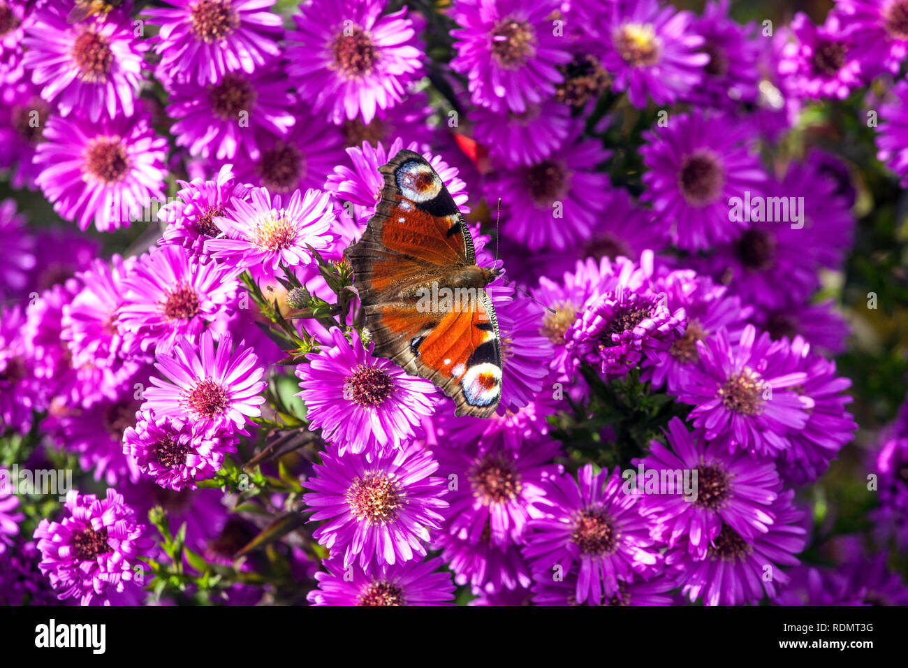 Peacock butterfly Aglais io sitting on a flower, Butterfly peacock on autumn purple aster herbstaster Stock Photo