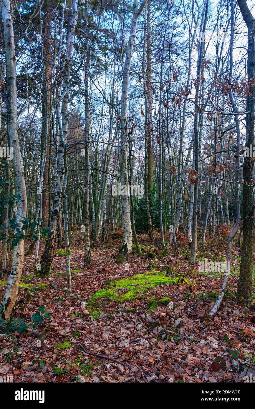 Woodland In Autumn Fall Bare Trees At Dawn In English - 