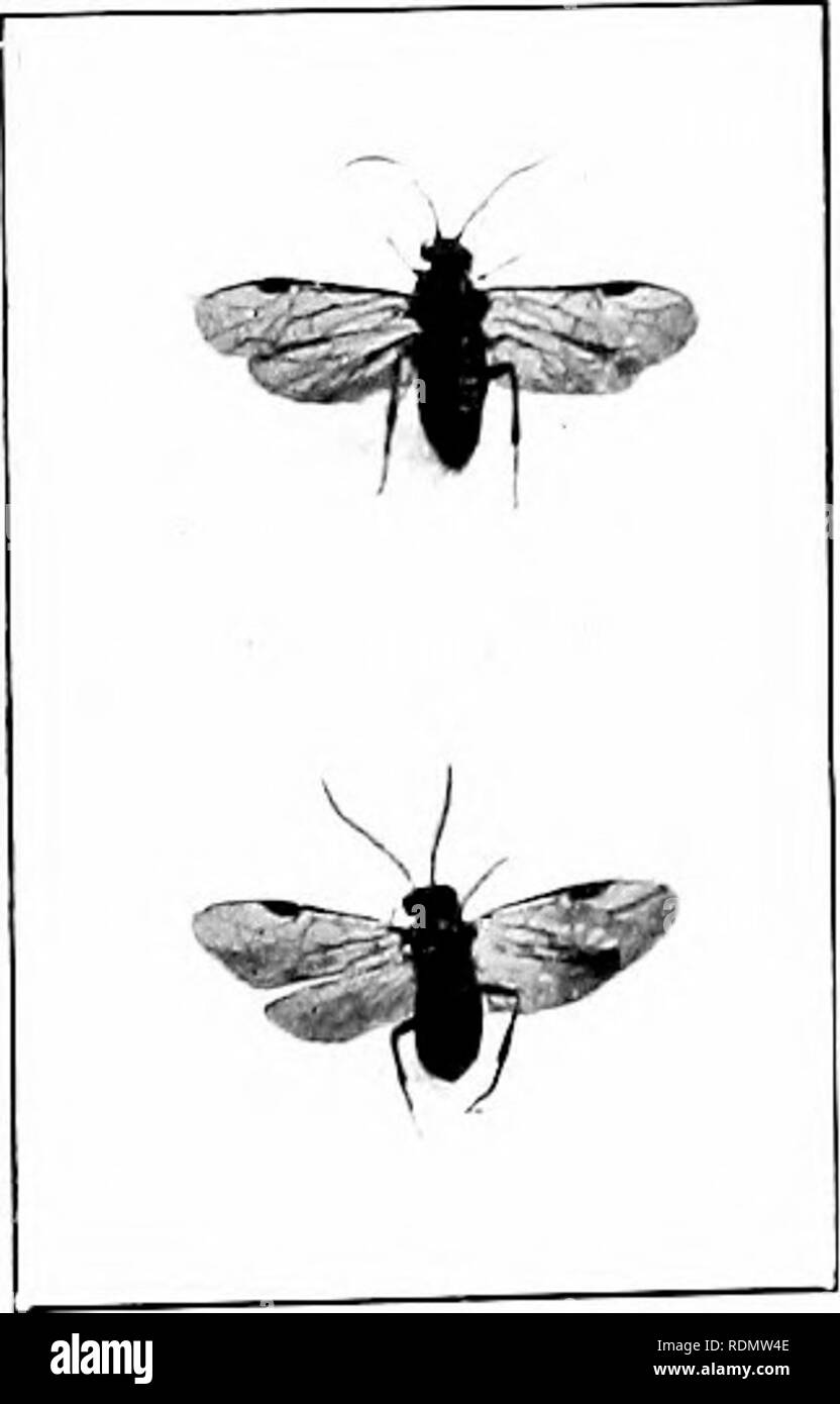 The Insect And Other Allied Pests Of Orchard Bush And Hothouse Fruits And Their Prevention And Treatment Insect Pests Fruit N Ls M V Xi Or T Doosfber R V S Flii S Xatiii Iil Izu Iiihl Liia Nitleil