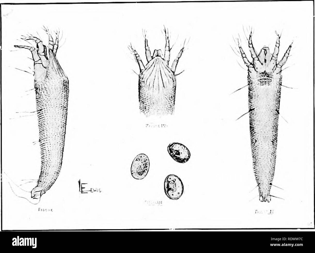 . The insect and other allied pests of orchard, bush and hothouse fruits and their prevention and treatment . Insect pests; Fruit. 236 Insect Pests. iu some quarters; but during the ^villter of 1897 (6) Lewis exainijied infested buds at very frequent intervals, also in 1809, and always found a certain numljer of eggs. The mites may be found outside the buds from early March onwards for some months, but the main number are to be seen in April. Tliey may then be seen moving over the burst buds, at their base, and you may find tliem on the blossom strigs and in the blossoms. Mr. C. Warburtou, in  Stock Photo