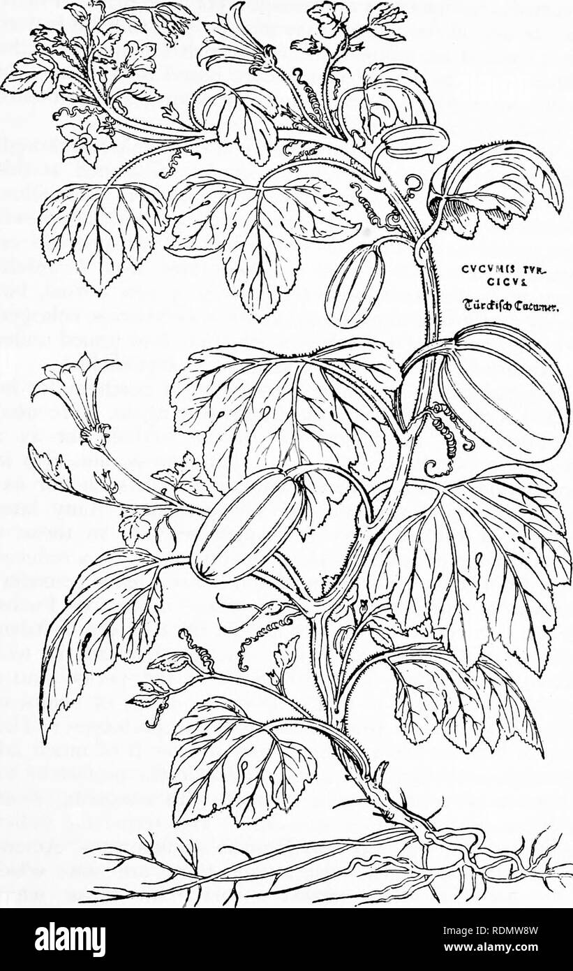 . Herbals, their origin and evolution, a chapter in the history of botany, 1470-1670. Botany; Botany; Herbals. IV] Leonhard Fucks 63. Text-fig. 32. &quot;Cucumis tuxacns&quot; = Cucurbita maxima Duch., Giant Pumpkin [Fuchs, De historia stirpium, 1542]. Reduced.. Please note that these images are extracted from scanned page images that may have been digitally enhanced for readability - coloration and appearance of these illustrations may not perfectly resemble the original work.. Arber, Agnes Robertson, 1879-1960. Cambridge, University press Stock Photo