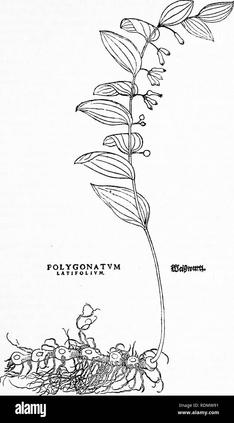 . Herbals, their origin and evolution, a chapter in the history of botany, 1470-1670. Botany; Botany; Herbals. IV] Leonhard Fuchs 6i. Text-fig. 31. &quot;Polygonatum latifolium&quot; = Solomon's Seal [Fuchs, De historia stirpium, 1542]. Reduced.. Please note that these images are extracted from scanned page images that may have been digitally enhanced for readability - coloration and appearance of these illustrations may not perfectly resemble the original work.. Arber, Agnes Robertson, 1879-1960. Cambridge, University press Stock Photo