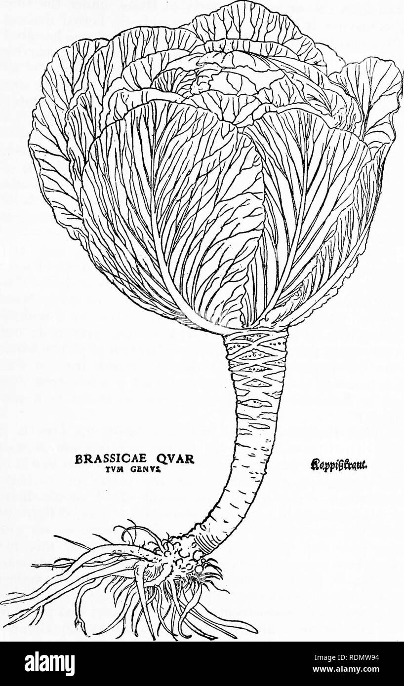 . Herbals, their origin and evolution, a chapter in the history of botany, 1470-1670. Botany; Botany; Herbals. IV] Leonhard Fucks 59. Text-fig. 30. &quot;Brassicas quartum genus &quot;= Cabbage [Fuchs, De historia stirpium, 1542]. Reduced.. Please note that these images are extracted from scanned page images that may have been digitally enhanced for readability - coloration and appearance of these illustrations may not perfectly resemble the original work.. Arber, Agnes Robertson, 1879-1960. Cambridge, University press Stock Photo