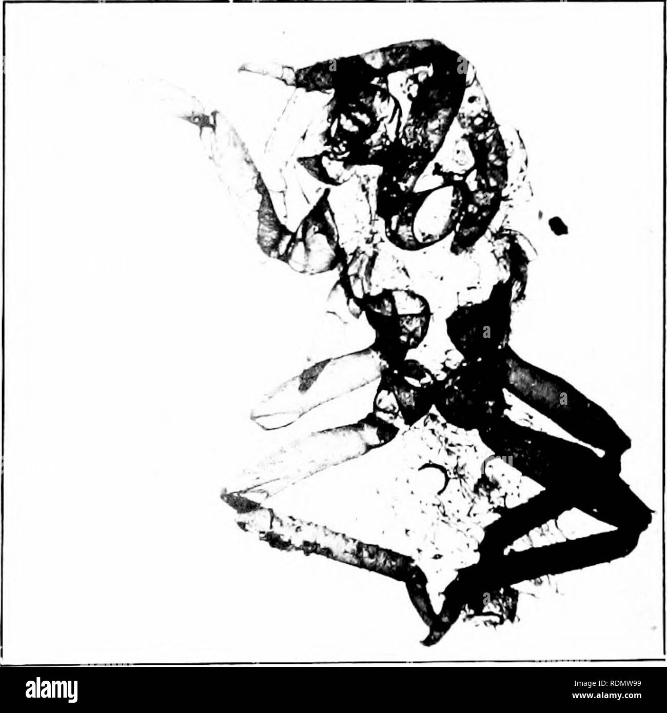 Lilack Black And White Stock Photos Amp Images Alamy