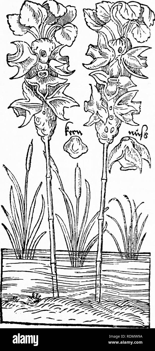 . Herbals, their origin and evolution, a chapter in the history of botany, 1470-1670. Botany; Botany; Herbals. IV] Bock's Herbal 57 remarkable characteristics. His chapters on Verbena and Artemisia reflect clearly the independence of his thought. T)t Tnhulo a^uatico* Waffetnti$,. Text-fig. 29. &quot;Tribulus a.qua.ticas &quot;= Trapa natans h., Bull-nut [Bock, De stirpium, 1552]. He points out that the former plant is collected rather for purposes of magic than for medicine, and he can hardly. Please note that these images are extracted from scanned page images that may have been digitally enh Stock Photo