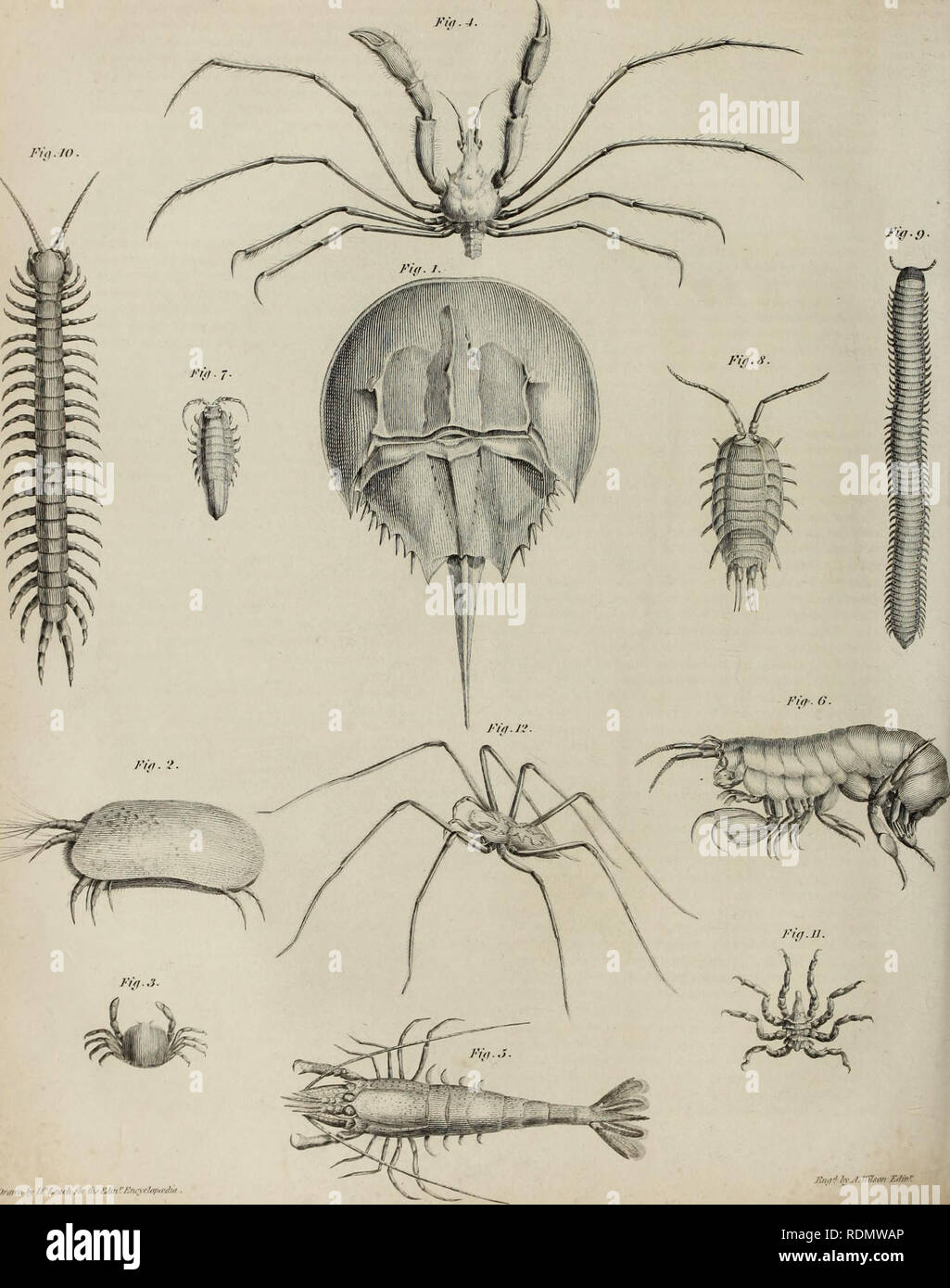 Edinburgh Encyclopedia Crustaceology Plate Ccxxi I A R H L Oram Ft W Rir Tubun V A A A Please Note That These Images Are Extracted From Scanned Page Images That May Have Been Digitally Enhanced For