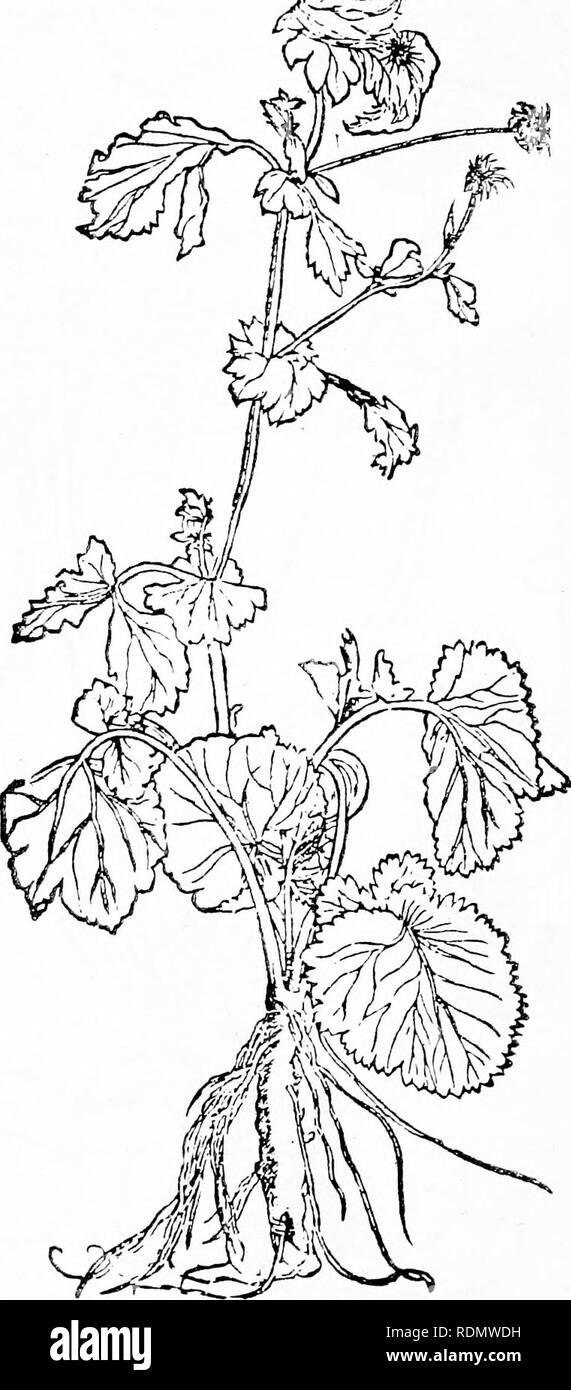 . Herbals, their origin and evolution, a chapter in the history of botany, 1470-1670. Botany; Botany; Herbals. 52 The Botanical Renaissance [CH. #/â !??. XVnt6icrcnroucRcl, Text-fig. 25. &quot;Caryophyllata&quot;=G^&lt;?Â«;Â«, Avens [Brunfels, Herbarum vivae eicones, Vol. ill. 1540]. Reduced.. Please note that these images are extracted from scanned page images that may have been digitally enhanced for readability - coloration and appearance of these illustrations may not perfectly resemble the original work.. Arber, Agnes Robertson, 1879-1960. Cambridge, University press Stock Photo