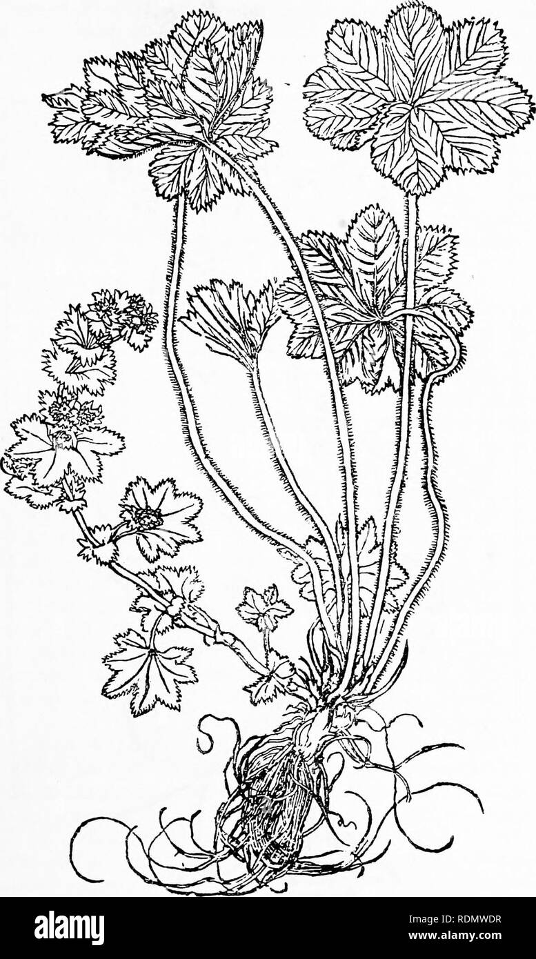 . Herbals, their origin and evolution, a chapter in the history of botany, 1470-1670. Botany; Botany; Herbals. IV] Brunfels' Herbal 51. Text-fig. 24. ^^'&gt;Y'n'n3.vi&quot; = Alchemilla, Ladies' Mantle [Brunfels, Herbarum vivas eicones, Vol. II. 1531]- Reduced. 4—2. Please note that these images are extracted from scanned page images that may have been digitally enhanced for readability - coloration and appearance of these illustrations may not perfectly resemble the original work.. Arber, Agnes Robertson, 1879-1960. Cambridge, University press Stock Photo