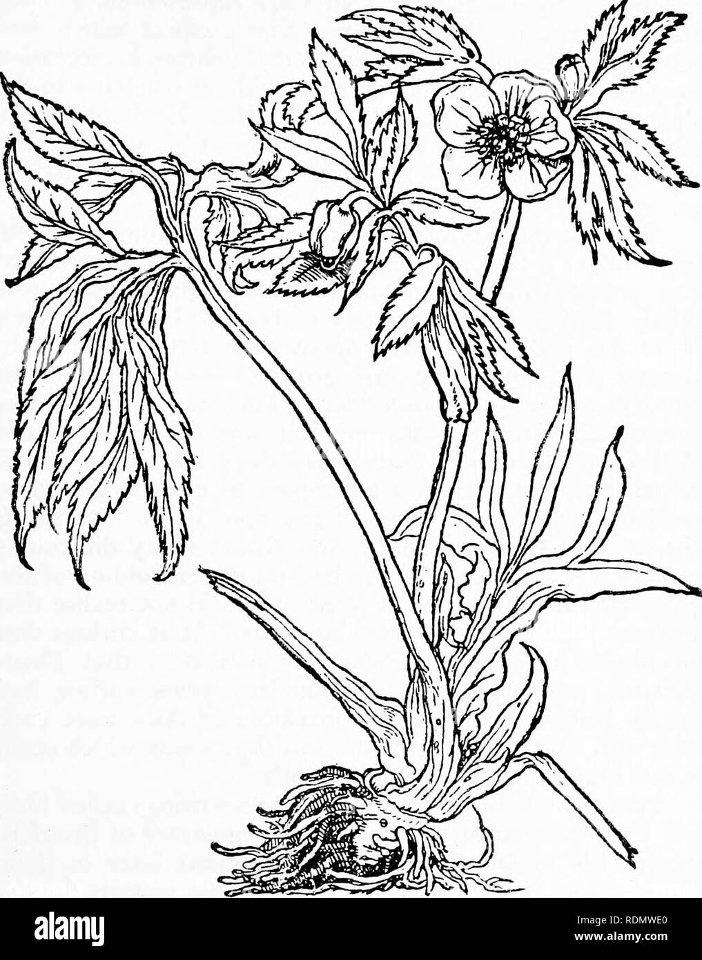 . Herbals, their origin and evolution, a chapter in the history of botany, 1470-1670. Botany; Botany; Herbals. IV] otto Brtinfels 49 regarded as much more serious contributions, have fallen into oblivion. Helleborus Niger.. C^njiwttrPt. Text-fig. 23. &quot;Helleborus ^i%&amp;r&quot; =^Helleborus viridis L., Green Hellebore [Brunfels, Herbarum vivse eicones, Vol. I. 1530]. Reduced. A new era in the history of the herbal may be said to A. 4. Please note that these images are extracted from scanned page images that may have been digitally enhanced for readability - coloration and appearance of th Stock Photo