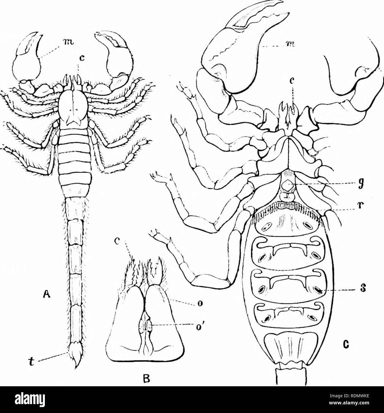 Text-book of zoology for junior students. Zoology. In-2 INVEHTI'.BRATE  ANIMALS. juices of their prey. Tlie intestinal canal is usually short and  straight, and is eonliuued without cnuvolutions to the aperture of