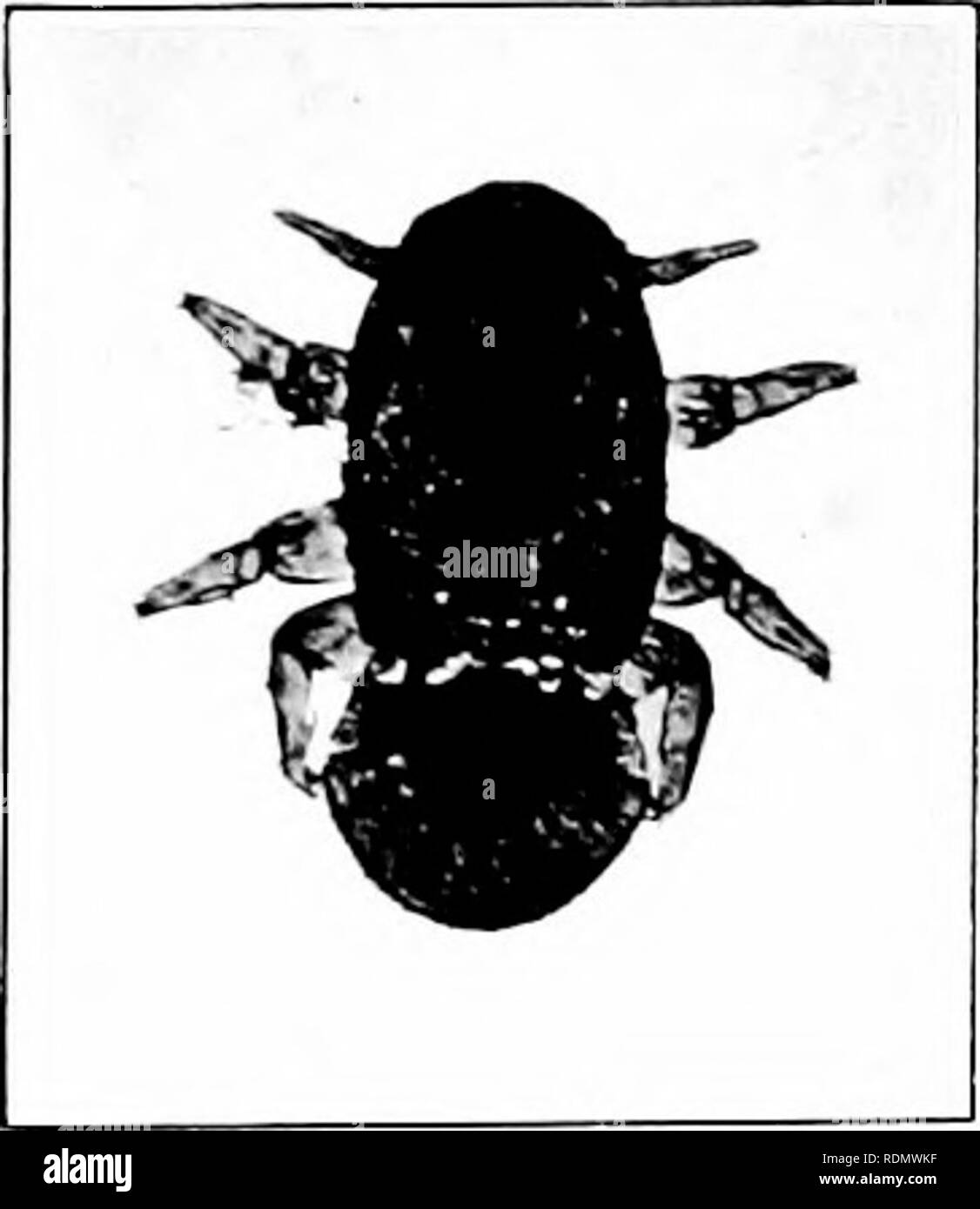 Alai Insect G w bush wedding Black and White Stock Photos & Images - Alamy