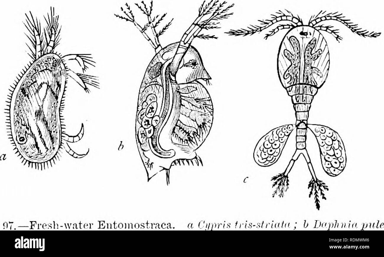 . Text-book of zoology for junior students. Zoology. CRUSTACEA. 147 a sliield, or the animal may be enclosed within a bivalve shell. To this order belong the curious &quot; Brine-shrimps &quot; (Artemia), which are found in the brine-pans of salt-works, or in salt lakes. Okders CliVDocera, Copepoda, and Ostracoda. These orders deserve mention more from the extreme abundance of their commoner forms than for any other reason. They include a number of minute Crustaceans, most of which are commoidy called &quot; Watei'-fleas,&quot; and which abound both in fresh and in salt water, in almost all re Stock Photo