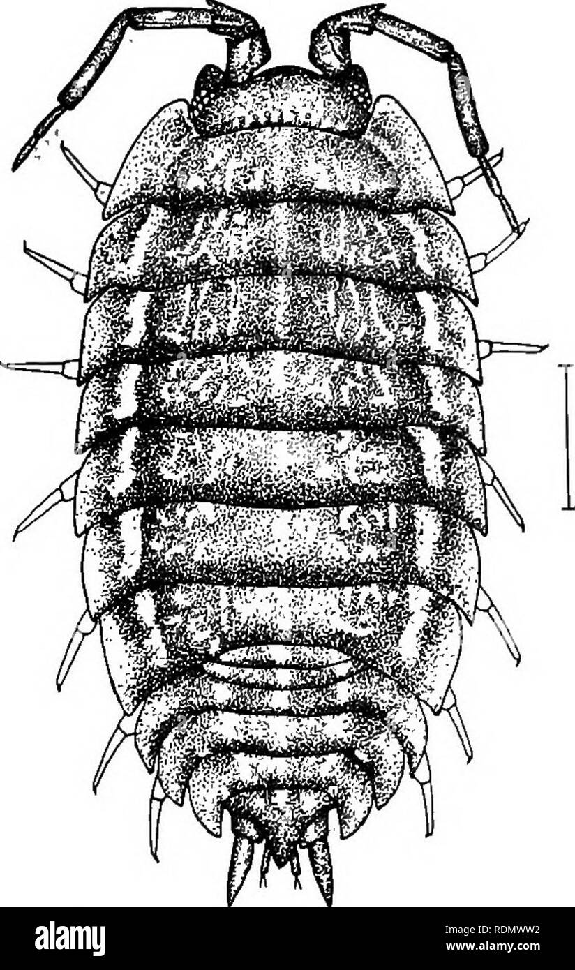 . Higher Crustacea of New York city. Crustacea. 182 NEW YORK STATE MUSEUM Body very convex and smooth, capable of being rolled into a round ball. Uropoda long and pointed. This species, like Armadilliclium, has the habit of rolling itself into a ball when handled or disturbed, and they have thus obtained the name pill-bugs. From Armadillidium it differs in having long and pointed uropoda. From the rest of the Oniscoidea it differs in its convex and more elongated form and its ability to form a ball. The body also lacks the tubercles usually found in the genus Porcellio. Length 10-12 mm. Color  Stock Photo