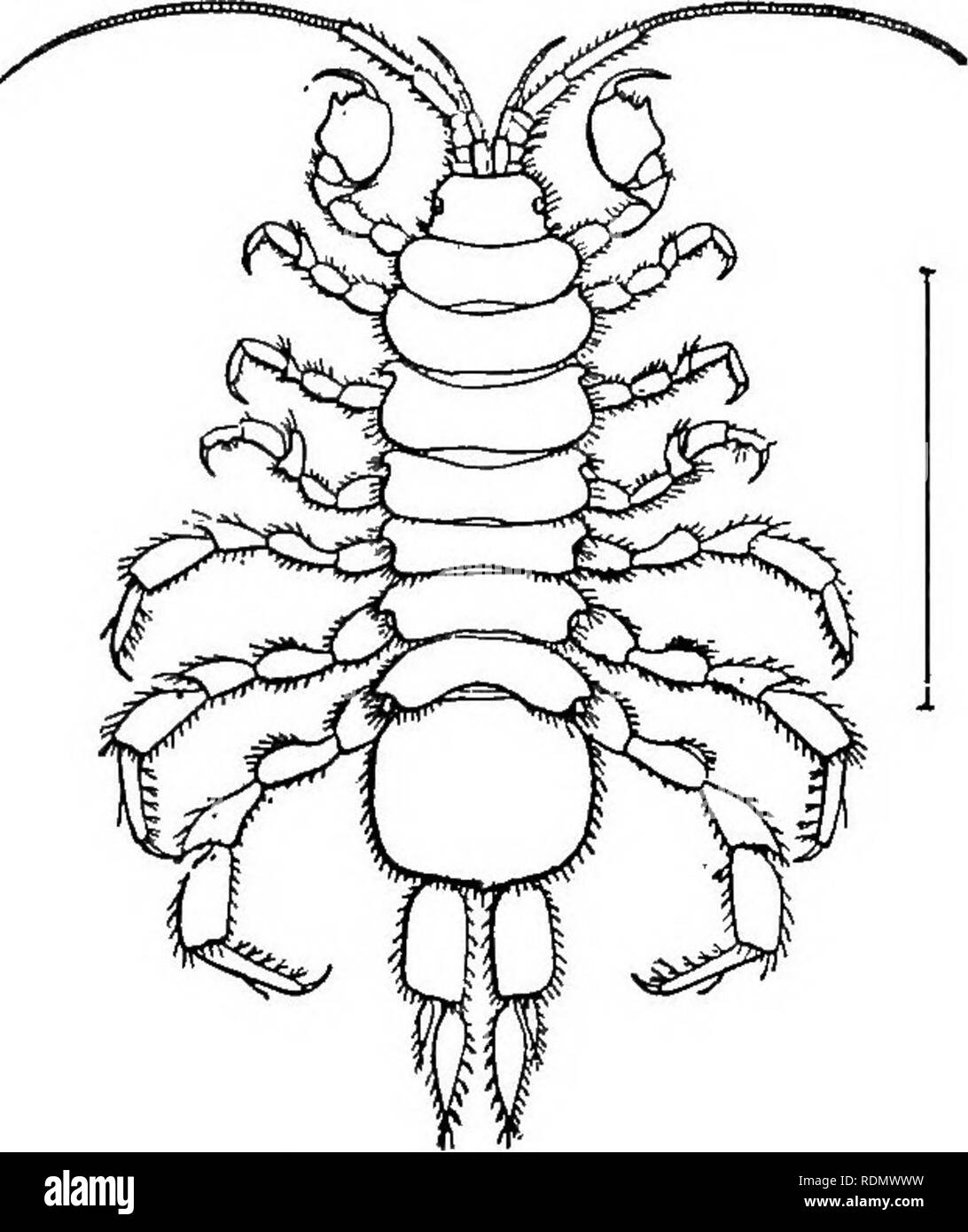 . Higher Crustacea of New York city. Crustacea. i78 NEW YORK STATE MUSEUM. Asellus communis Say A sell us communis Say, T. I. c. 1818. 1:427. DeKay. /. c. 1844. p.49. Smith, S. I. U. S. Fish Com. Rep't for 1872-73. 1874. P-6S7. plr. fig.4. Richardson. /. c. igoi. p.SSi. A fresh-water form. Body with sides parallel. Anten- nulae short and flagellum with several segments. An- tennae more than half length of body. First pair of legs of male chelate, last three pairs longer than the preceding. Pleon large, squarish and in one piece; uropoda elongated and flattened. Length 15 mm, breadth 5 mm. Colo Stock Photo