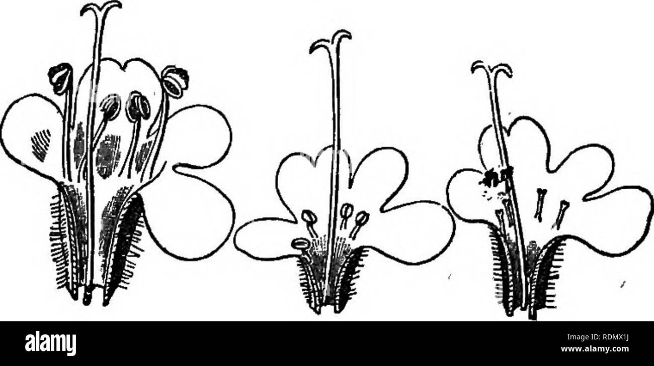. The different forms of flowers on plants of the same species. Plants; Fertilization of plants. 302 GYNO-DICECIOUS PLANTS. Chap. VII. female plant were to tliose from the hermaplirodite as 100 to 56 in weight. If the relative weight of the seeds from an equal number of flower-heads from the two forms be compared, the ratio is as 100 for the female to 45 for the hermaphrodite form. Thymus vulgaris.—The common garden thyme re- sembles in almost every respect T. serpyUum, The same slight differences between the stigmas of the two forms could be perceived. In the females the stamens are not gener Stock Photo