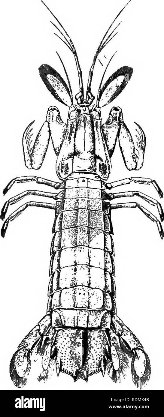 . Higher Crustacea of New York city. Crustacea. ISO NEW YORK STATE MUSEUM serrated dactylus folding back on the propodus like a knife blade. The tail fin is large and armed with spines, which can give a severe dig if the animal is handled incautiously. It inhabits burrows of its own con- struction, 15-20 mm in diameter, in the soft mud in shallow water. Length 15-25CIT]. Color yellowish with green, brown and yellow mark- ings. Taken at Cold Spring Harbor and may be found within the city limits. Order 5 CUMACEA A small order of Malacostraca, in which the anterior part of the body is very much l Stock Photo
