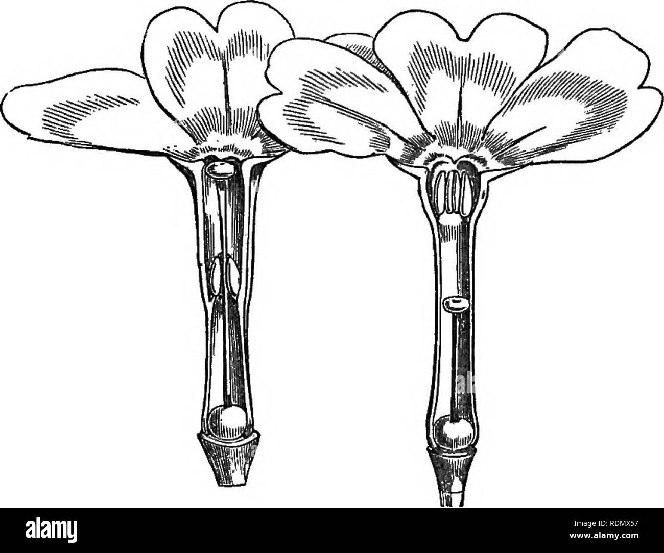 Corolla flower deals