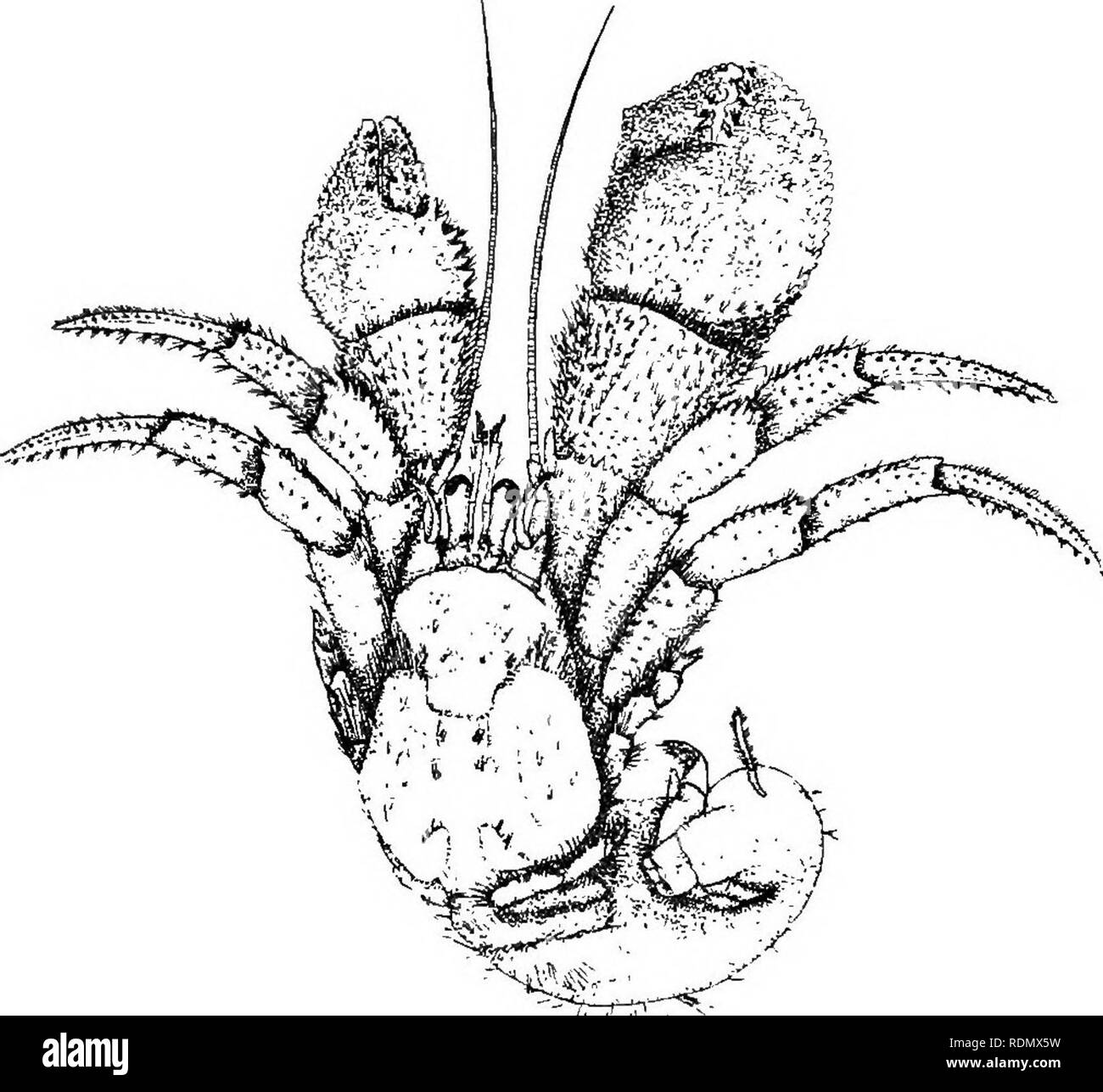 . Higher Crustacea of New York city. Crustacea. I36 NF.YV YORK STATE MUSEUM Family paguridae a Eupagurus pollicaris (Say) b Eupagurus longicarpus (Say) Hermit crabs a Pagurus pollicaris Say, T. Acad. Nat. Sci. Phila. Jour. 1817. 1:162. DeKay. /. c. 1844. p.19, pl.8, fig.21. Eupagurus pollicaris Verrill. /. c. 1874. p.548. Pagurus longicarpus Say, T. /. c. 11163. DeKay. /. c. 1844. p.20, pl.8, fig.22. Eupagurus longicarpus Verrill. /. c. 1874. p.S49- Kingsley, J. S. Am. Nat. 1888. 22:888.. ' ''  Fig. 8 Eupagurus pollicaris Asymmetric forms with abdomen large but its integument not calcified. A Stock Photo
