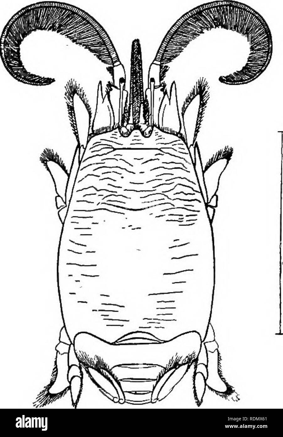 . Higher Crustacea of New York city. Crustacea. HIGHER CRUSTACEA OF NEW YORK CITY 135 3 THALASSINIDEA Moderate sized forms with two longitudinal dorsal sutures and with a cervical suture frequently present. First thoracic legs usually large and chelate. Abdomen large. Burrowing forms. Representatives of this group have not so far been taken within the city limits, but species of the genera Callianassa and Gebia may possibly be found. They inhabit deep burrows in the mud or muddy Sand' 4 ANOMURA Aberrant forms, at one time placed in a class by themselves but now united with the Macrura. Its pri Stock Photo