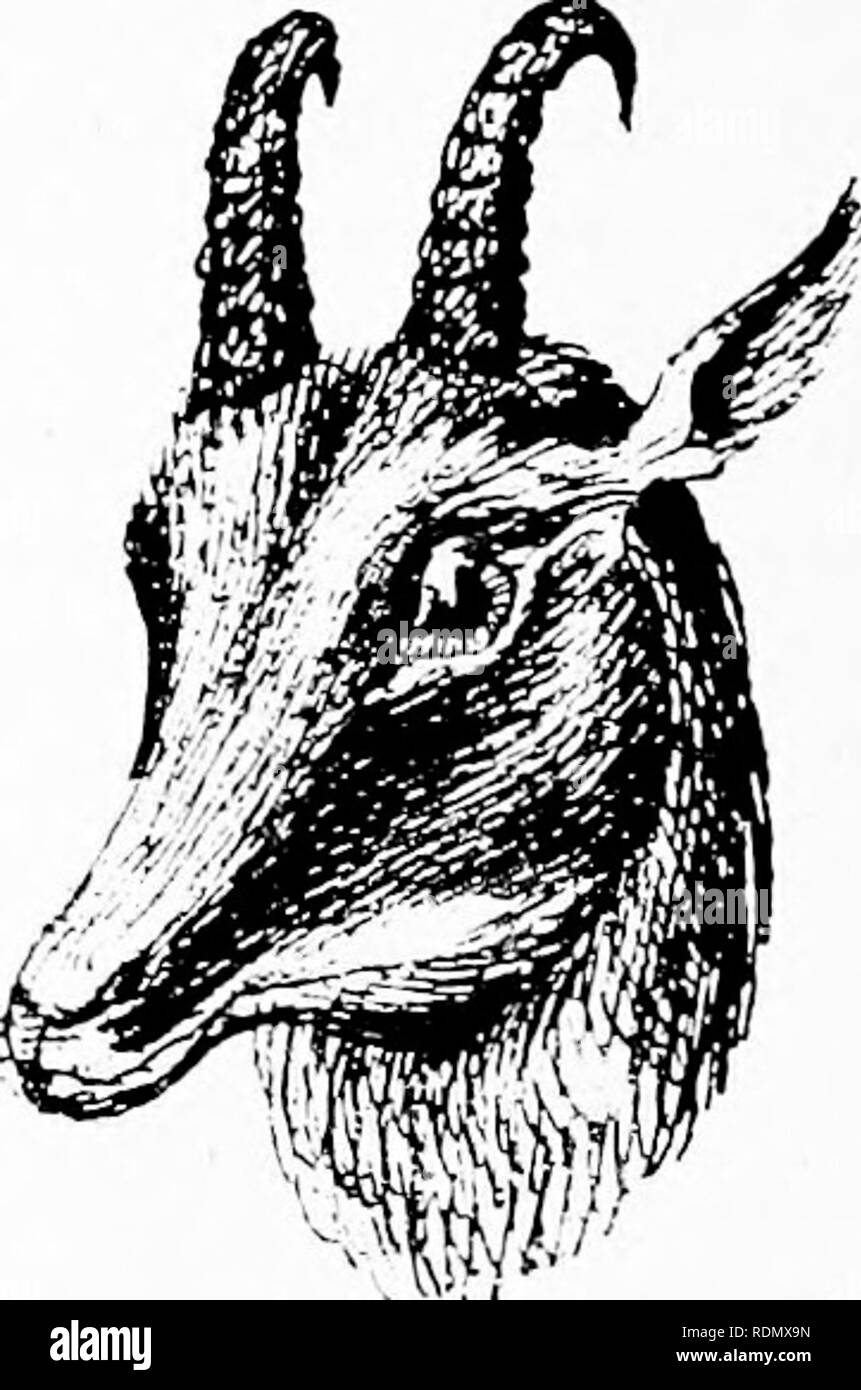Wild Spain Espan A Agreste Records Of Sport With Rifle Rod