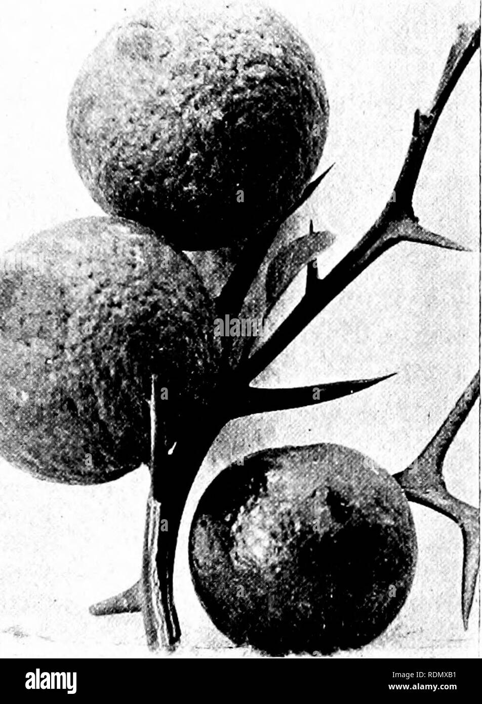 . Culture of the citrus in California. Citrus fruits; Fruit-culture. THE ORANGE IN CALIFORNIA—VARIETIES. 83 DECIDUOUS ORANGE. Citrus mu-antium, var. TriJ'oUata, Linn. A hardy deciduous species from Japan.. Early in the fall it sheds its leaves and becomes entirely dor- mant, in which con- dition it passes the winter. The tree is very dwarf, of a shrub- by habit, and suitable for hedges and dwarf- ing varieties of oranges and lemons. Fruit orange yellow, spheri- cal, about one and one half inches in diame- ter. Leaves trifoliate, leaflets sessile, ellipti- cal, obtuse, on a wing- ed petiole. Br Stock Photo