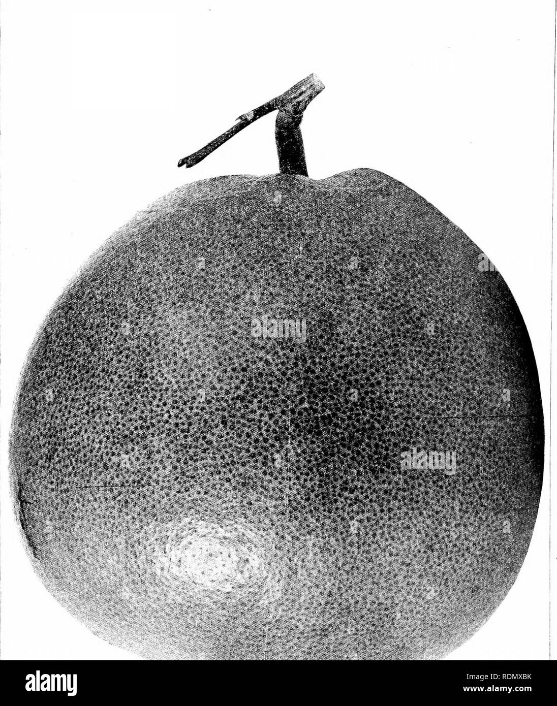 . Culture of the citrus in California. Citrus fruits; Fruit-culture ...