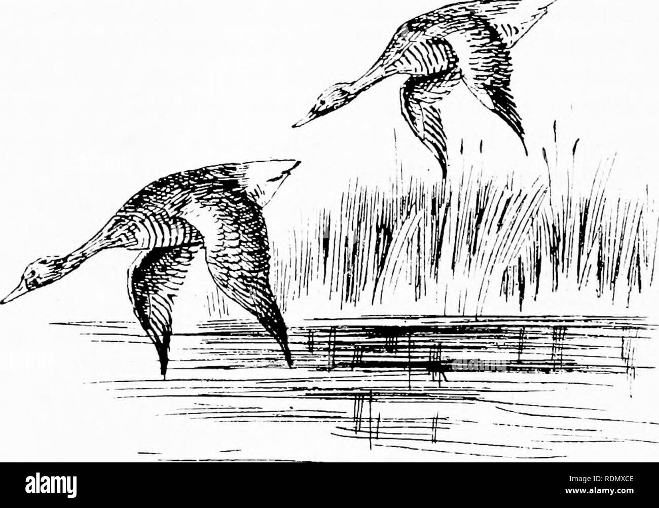 Wild Spain Espan A Agreste Records Of Sport With Rifle Rod And Gun Natural History And Exploration Natural History Hunting Game And Game Birds 390 Wild Spain Not Twenty Yards Off And Two