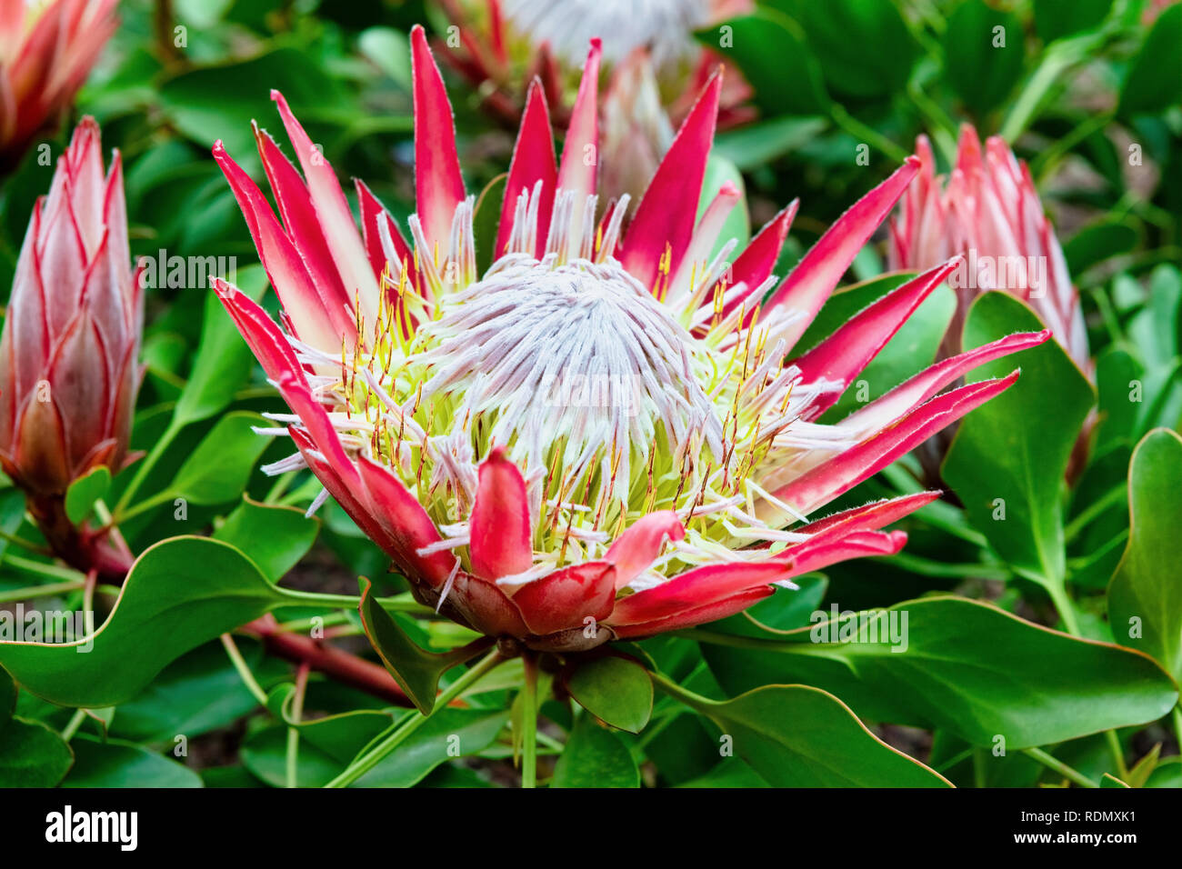 Close Up of a King Red Rex Proteas Flower in a Botanical Garden Stock Photo