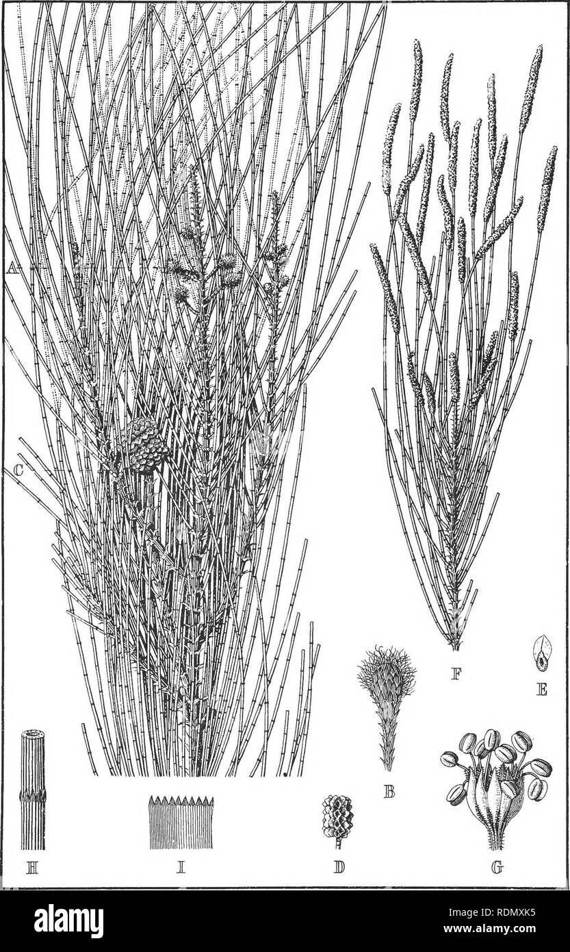 casuarina cunninghamiana