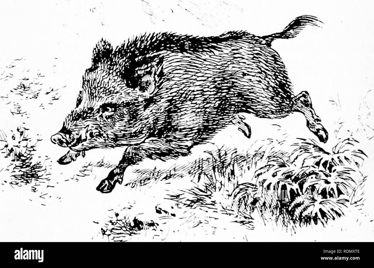 . Wild Spain (Espan?a agreste) records of sport with rifle, rod, and