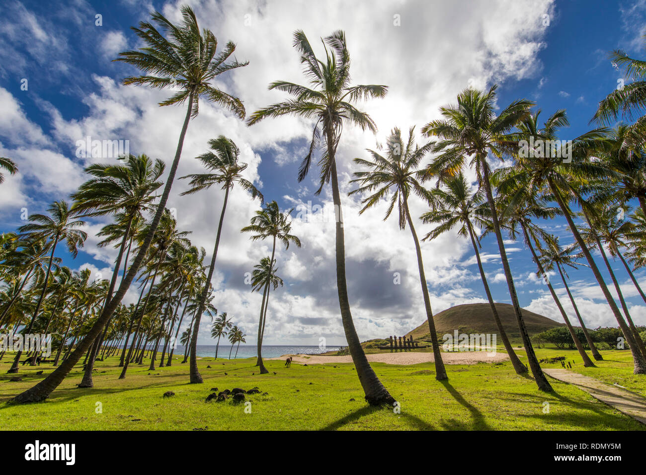 Anakena Beach the most famous beach at Easter Island is an idyllic and amazing scenery with palm trees coming from Polynesia and the Ahu Nau Nau Moais Stock Photo