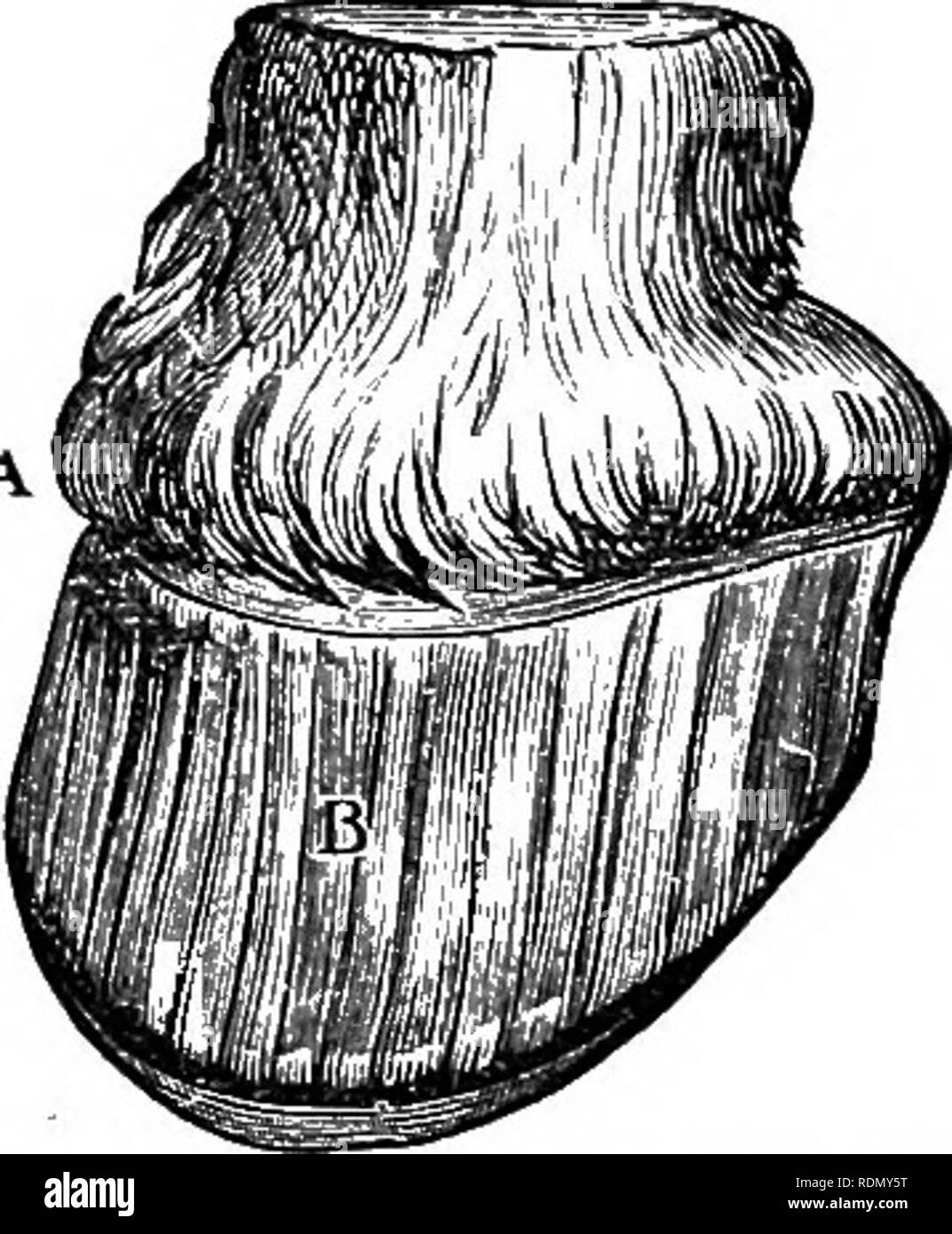 the horse in the stable and the field his management in health and the horse in the stable and the field his management in health and disease with an essay on the american trotting horse and suggestions on the