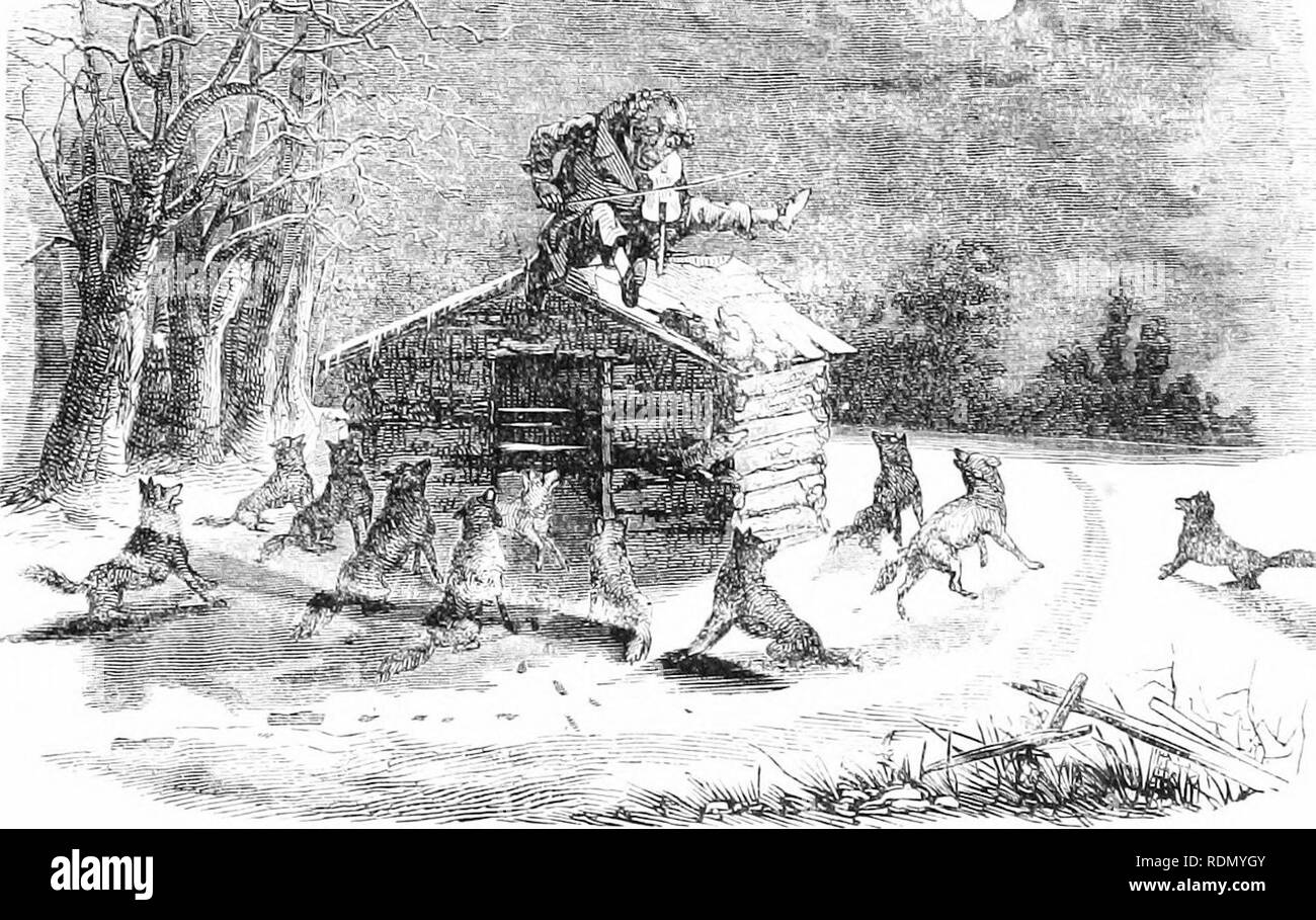 . The hunter-naturalist; romance of sporting; or, Wild scenes and wild hunters. Hunting; Natural history. CHAPTER XVII. THE DAEKIB FIDDLER AND THE WOLVES. Poor Dan Henrie's adventure with the wolves has reminded me of one or two other incidents sufficiently characteristic of the habits of that remarkable animal to be worthy of relation here, by way of interlude. The wolf, besides being the most ubiquitous of our predatory animals, is the most active, tenacious and difficult of extirpation. It is everywhere. It fiUs-in the chinks of desolation. Its savage, grinning head peers through all the br Stock Photo