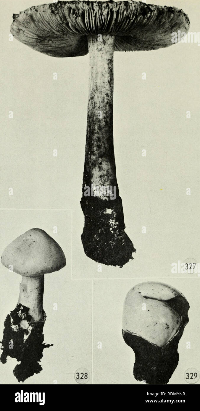 . Edible and poisonous mushrooms of Canada. Mushrooms, Poisonous; Edible mushrooms. Figures 327-329. Volvariella speciosa. 'Ml, mature fruiting body; 328, young fruit- ing body; 329, immature fruiting body emerging from volva. 216. Please note that these images are extracted from scanned page images that may have been digitally enhanced for readability - coloration and appearance of these illustrations may not perfectly resemble the original work.. Groves, J. Walton. Ottawa : Research Branch, Agriculture Canada Stock Photo