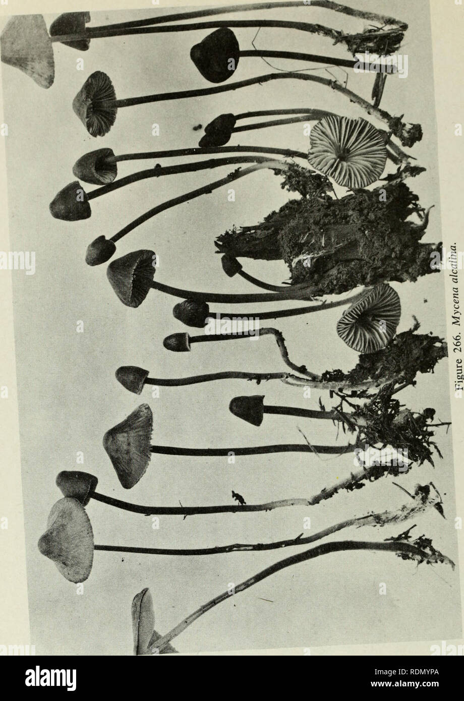 . Edible and poisonous mushrooms of Canada. Mushrooms, Poisonous; Edible mushrooms. I 267. Pholiota aurivella. 269. F. caperata. 271. P- marginata. 273. P- fiammans. 275. P- squarrosoides. 268. P. aurivella. 270. F. caperata. 272. F. marginata. 21 A. P. spectabilis. 276. Flammula spumosa. 174. Please note that these images are extracted from scanned page images that may have been digitally enhanced for readability - coloration and appearance of these illustrations may not perfectly resemble the original work.. Groves, J. Walton. Ottawa : Research Branch, Agriculture Canada Stock Photo