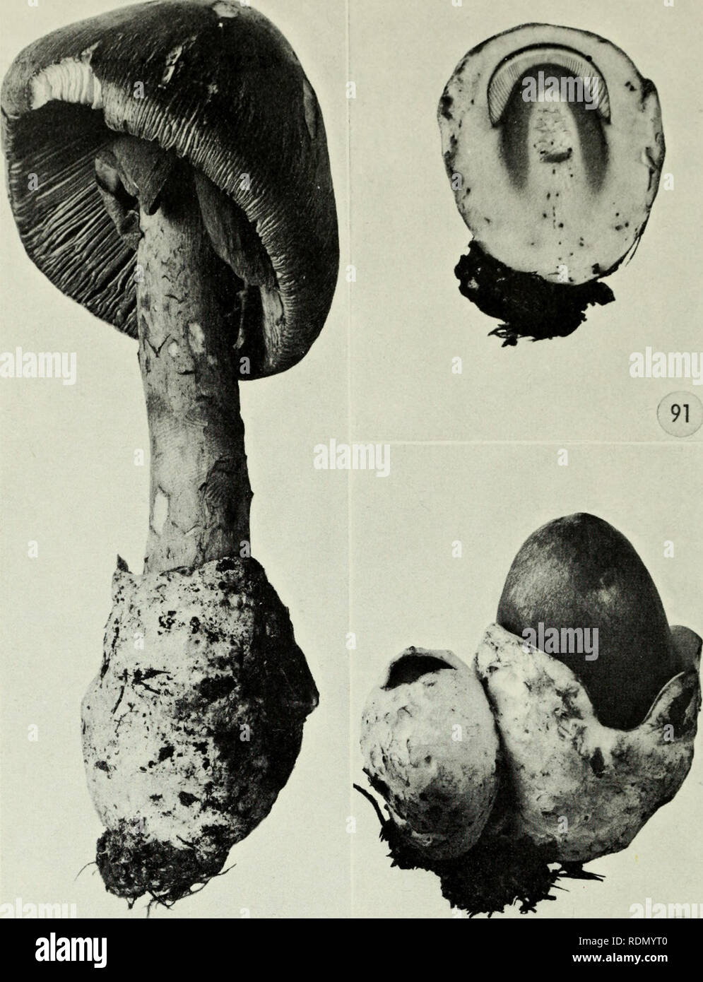 . Edible and poisonous mushrooms of Canada. Mushrooms, Poisonous; Edible mushrooms. I I 90 V 92 Figures 90-92, Amanita caesarea. 90, mature plant, note loose membranous volva; 91, section of young plant before volva has ruptured showing outline of young fruiting body within the volva; 92, young plants showing ruptured volva with young fruiting body emerging. 93. Russula densifolia. 95. R. emetica. 97. R.jallax. 99. R. joetens. 101. R. lutea. Figures 93-102 94. R. densifolia. 96. R. emetica. 98. R.flava. 100. R.fragilis. 102. R. nigricans. 48. Please note that these images are extracted from sc Stock Photo