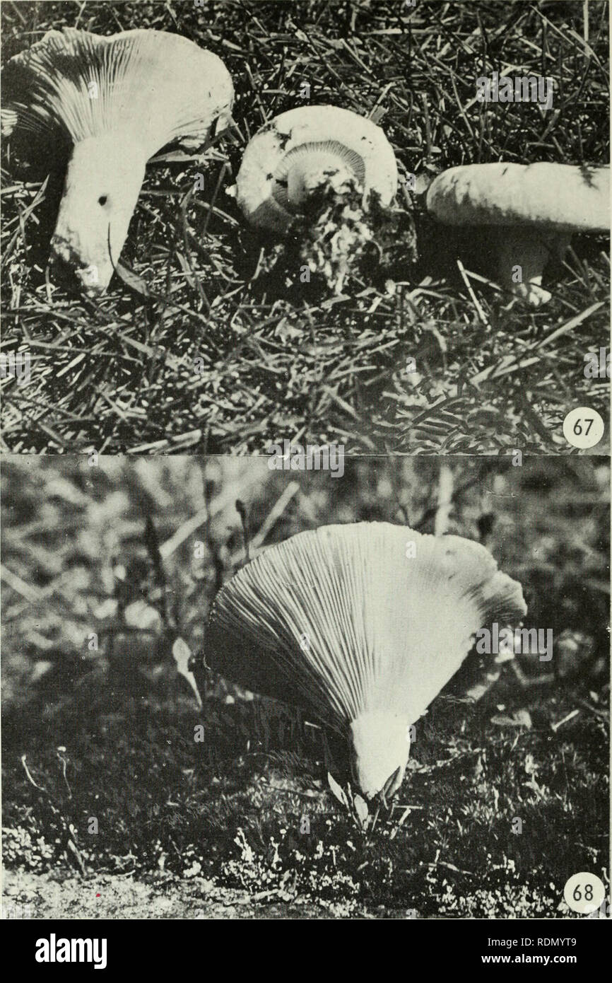 . Edible and poisonous mushrooms of Canada. Mushrooms, Poisonous; Edible mushrooms. Figure 67. Lactarius deceptiviis. Figure 68. Russula delica. 28. Please note that these images are extracted from scanned page images that may have been digitally enhanced for readability - coloration and appearance of these illustrations may not perfectly resemble the original work.. Groves, J. Walton. Ottawa : Research Branch, Agriculture Canada Stock Photo