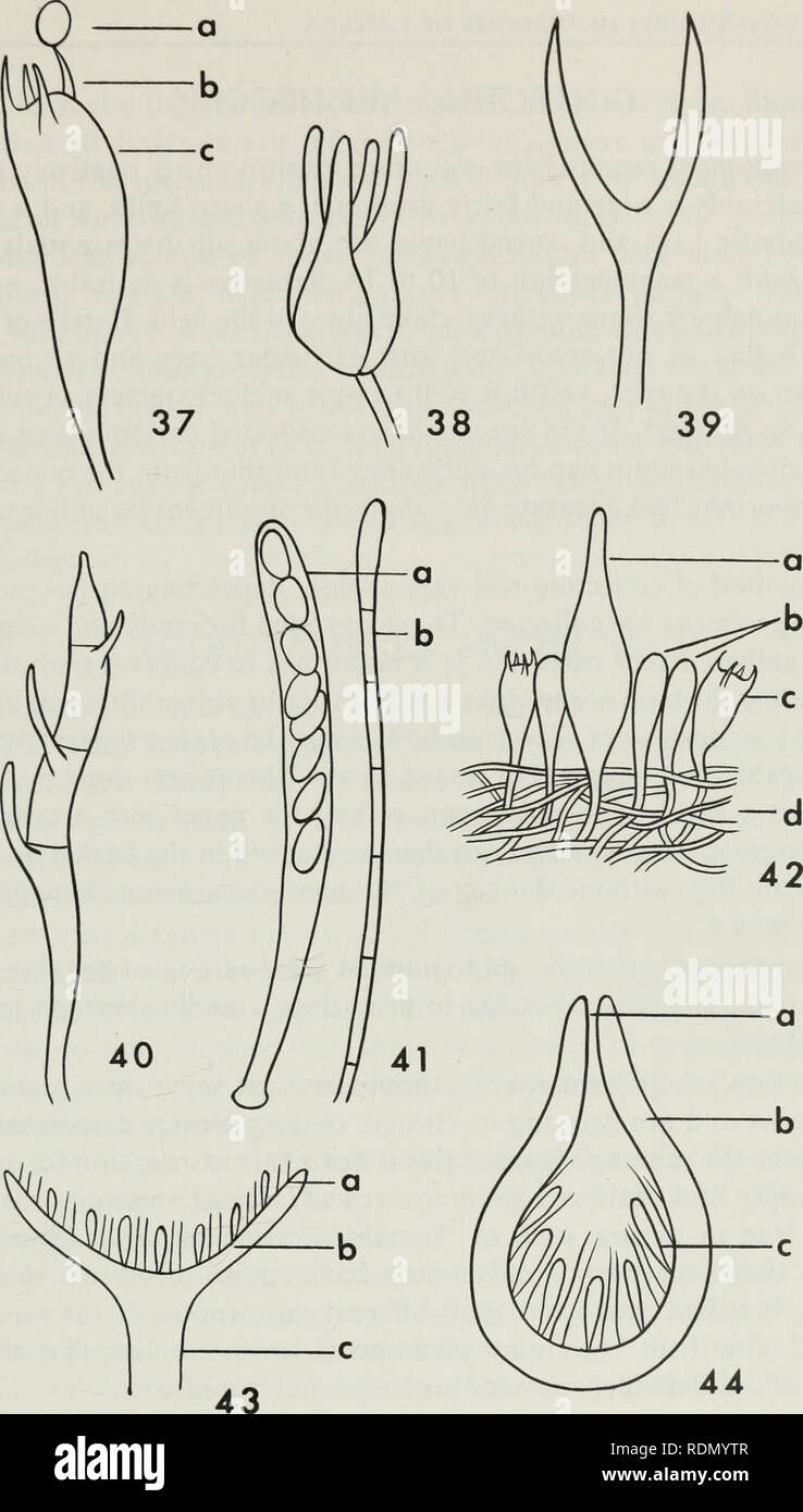 . Edible and poisonous mushrooms of Canada. Mushrooms, Poisonous; Edible mushrooms. Figures 37-40. Semidiagrammatic drawings illustrating various types of basidia: 37, basidium of Agaricaceae (a spore, b sterigma, c basidium); 38, basidium of Tremellaceae with longi- tudinal septa; 39, deeply forked basidium of Dacrymycetaceae; 40, basidium of Auricularia- ceae with transverse septa. Figure 41. Semidiagrammatic drawing of: a ascus containing ascospores, b paraphysis. Figure 42. Diagram illustrating a small section of the lamella of a mushroom: a cystidium, b paraphyses, c basidium, d trama. Fi Stock Photo
