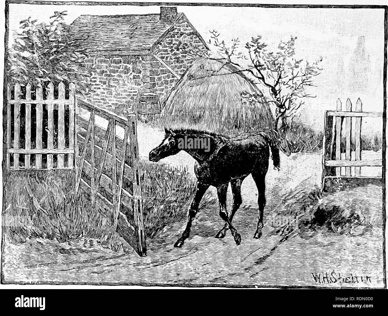 Four Feet Two Feet And No Feet Or Furry And Feathery Pets And How They Live Animal Behavior Quot Sandy Quot The Eunaway Colt A Tkue Story Sandy Was A Colt Often As