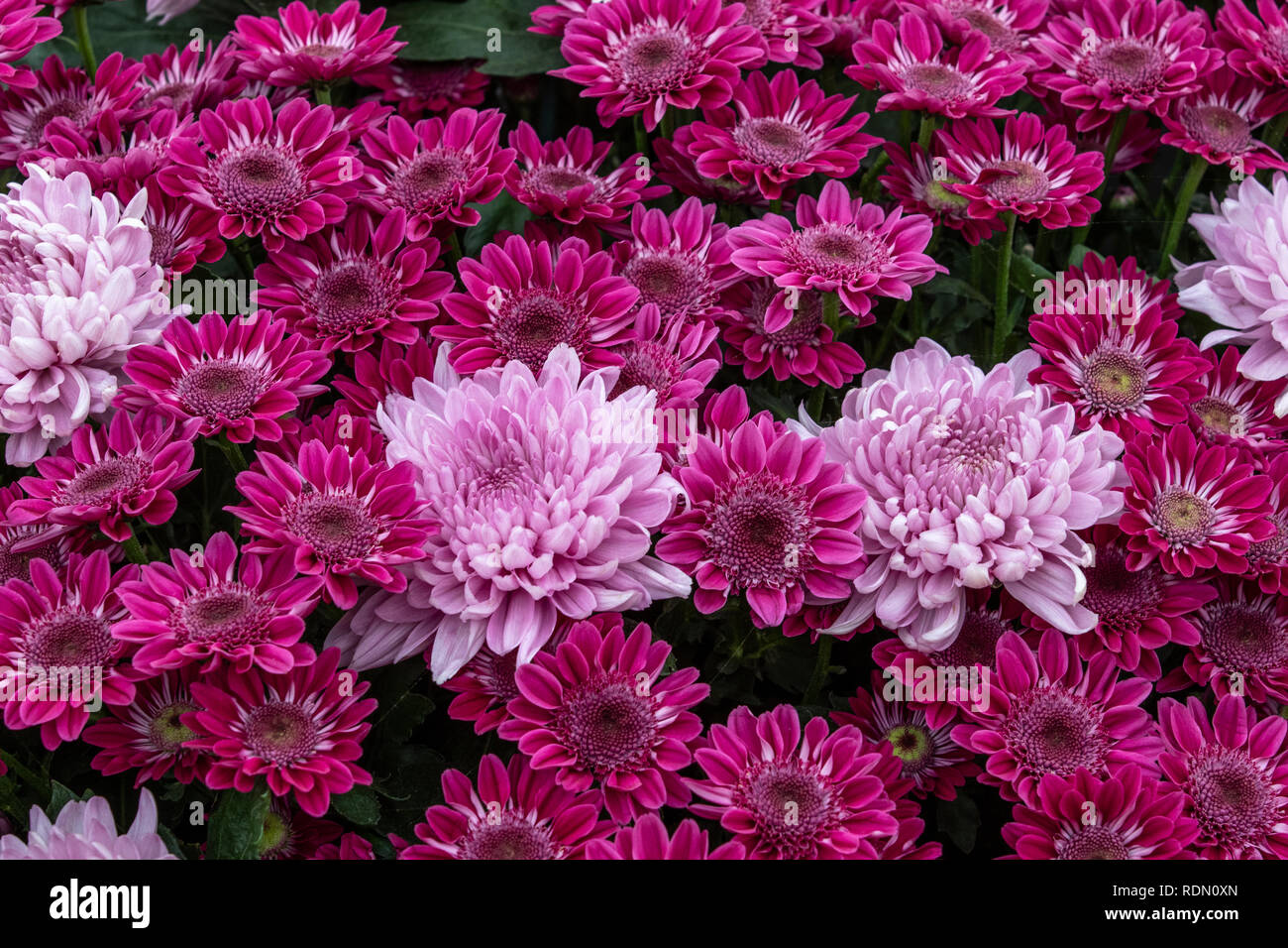 Chrysanthemum in full bloom hi-res stock photography and images - Alamy