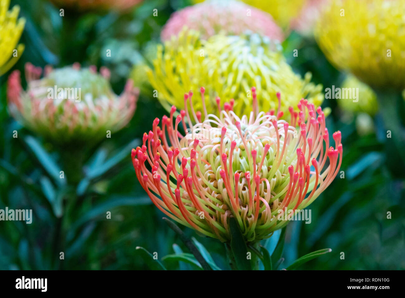 Close Up of Colorful Protea Pincushion Flowers in a Tropical Garden Stock Photo