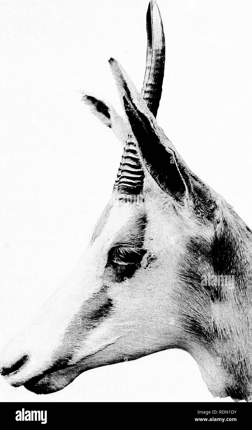 springbok head drawing