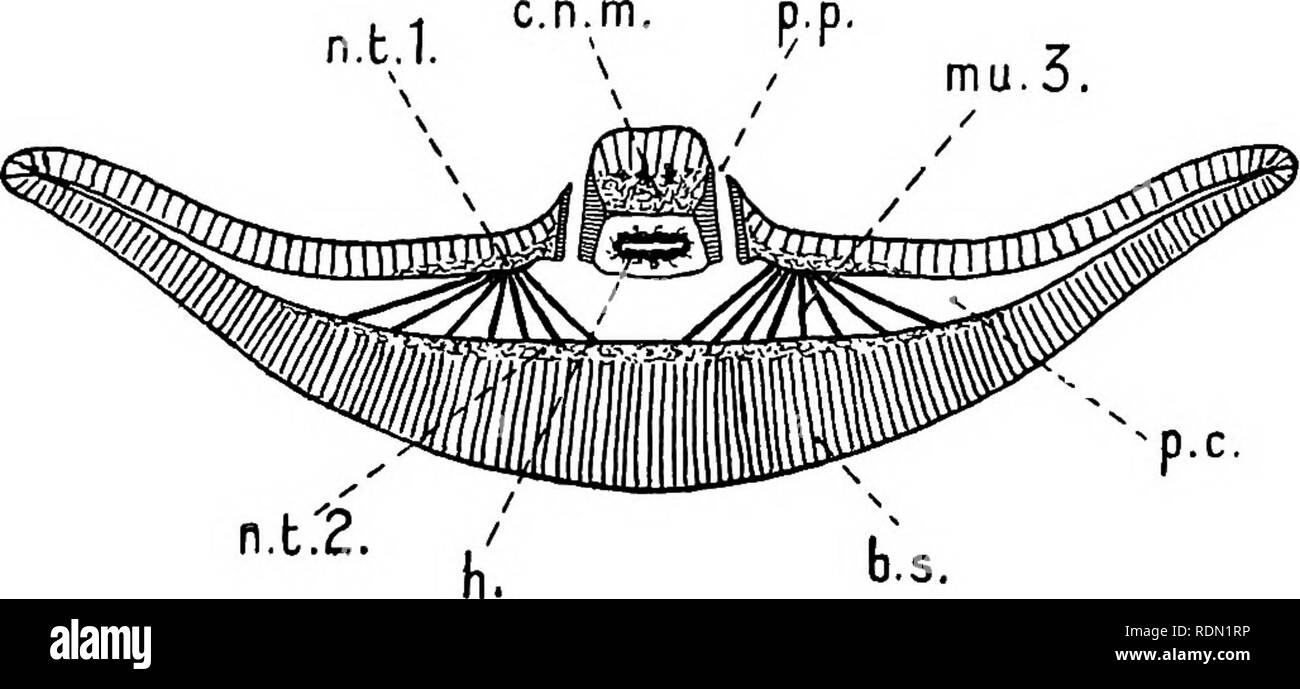 . Natural history. Geology; Zoology; Botany. ANATOMY OF CEPHALODISCUS NIGRESCENS. 35 is a triangular space occupied by the median septum between the right and left collar cavities; and along each face of the septum there run muscle fibres in the direction indicated in text-fig. 10 at mu. la. (See also text-fig. 12, mu. la.) Between the collar septum and the central nerve mass is a narrow cleft, the dorsal blood sinus; this is marked d. h. s. in text-fig. 12, and is shown, but not marked, in text-fig. 10. There seems to be no direct connection between this space and the cavity of the heart. On  Stock Photo