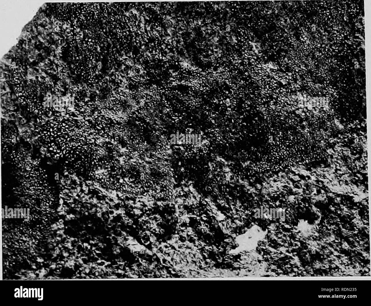 . Natural history. Geology; Zoology; Botany. Fig. 2.. Fig. 4. West, Newman proc. Fig. 5. Fig. 1. LECANORA LAV^. Fig. 2. LECANORA EXPECTANS. Fig. 3. BUELLIA QUERCINA. Fig. 4. BUELLIA FRIGIDA. Fig. 5. PARMELIA QUARTA.. Please note that these images are extracted from scanned page images that may have been digitally enhanced for readability - coloration and appearance of these illustrations may not perfectly resemble the original work.. National Antarctic Expedition, 1907-1904; Fletcher, Lazarus, Sir 1854-1921; Bell, F. J. (Francis Jeffrey), 1855-1924; British Museum (Natural History). London, Pr Stock Photo