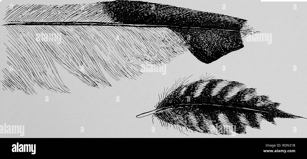 . Natural history. Geology; Zoology; Botany. Fig. 45. Head of Bboad-billed Whale Bikd, showing the Comb akd Pouch used in Feeding [see p. 105).. Fig. 46. Moulted Peatheks of a Gull and Cuelew, showing the value op pigmentation in resisting WEAE AND TEAR {see p. 26). Tu facr p. 1(14.. Please note that these images are extracted from scanned page images that may have been digitally enhanced for readability - coloration and appearance of these illustrations may not perfectly resemble the original work.. National Antarctic Expedition, 1907-1904; Fletcher, Lazarus, Sir 1854-1921; Bell, F. J. (Franc Stock Photo