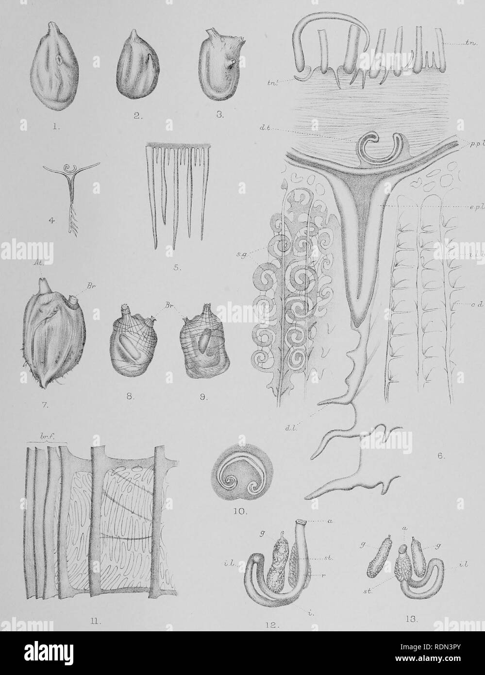 . Natural history. Geology; Zoology; Botany. -ArLta,retic(r)iscavBry-)Exp. Timica,tcb pl.II. â WAHdd.Hutlilitli.etim.p. 1 6 CorelLav eumyota^ Traustadt, 7 â13 Molgula, i-olgeoui.. Please note that these images are extracted from scanned page images that may have been digitally enhanced for readability - coloration and appearance of these illustrations may not perfectly resemble the original work.. National Antarctic Expedition, 1907-1904; Fletcher, Lazarus, Sir 1854-1921; Bell, F. J. (Francis Jeffrey), 1855-1924; British Museum (Natural History). London, Printed by order of the Trustees of the Stock Photo